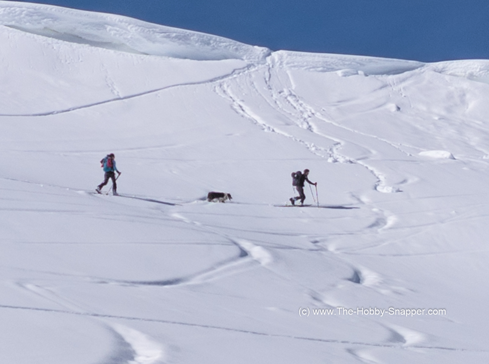 Extreme dog walking !!! At almost 7000 feet ASL !!! 